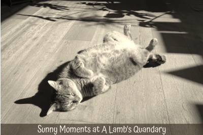 Sunny Moments at A Lamb's Quandary